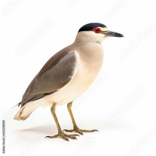 Black-crowned night-heron bird isolated on white. Generative AI