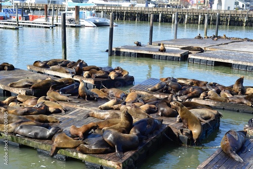 Pier39 San Francisco, California, USA - April 28, 2023. Sea lions laying on floating raft at Pier 39 sightseeing area.