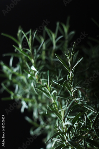 Rosemary bush in low key