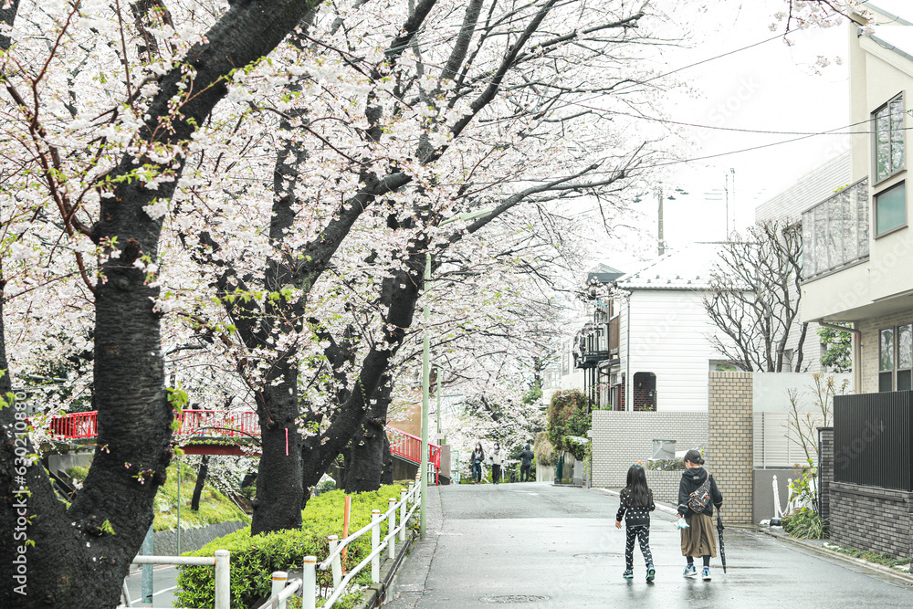 cherry blossom in Japan