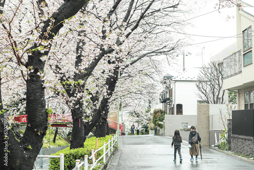 cherry blossom in Japan © Momo