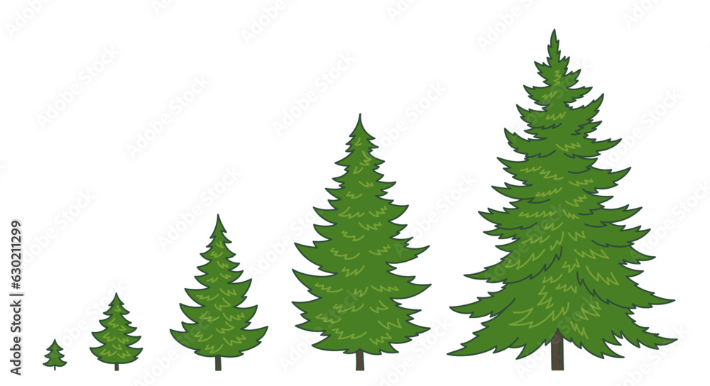 Christmas tree growth stages. Editable outline. Size choice. Life cycle fir-tree. Conifer spruce plant development. Vector line stroke.