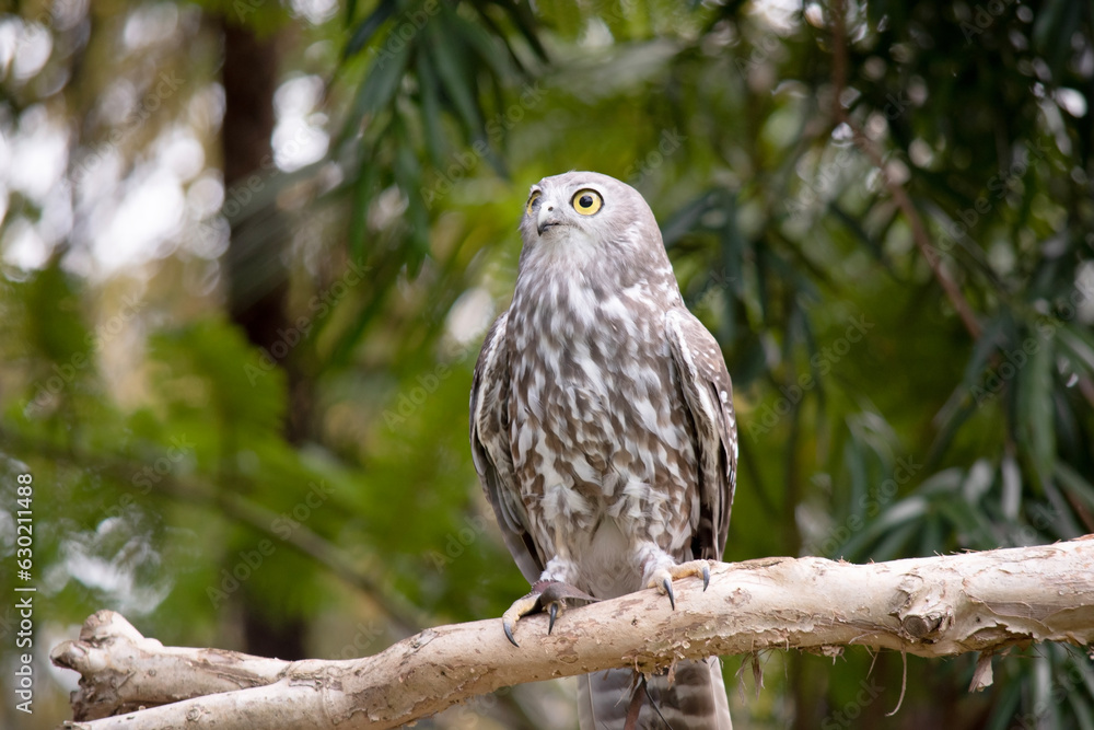 The barking owl has bright yellow eyes and no facial-disc. Upperparts are brown or greyish-brown, and the white breast is vertically streaked with brown The barking owl has bright yellow eyes and no facial-disc. Upperparts are brown or greyish-brown, and the white breast is vertically streaked with brown