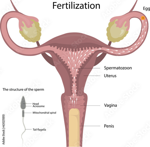 Fertilization of the egg. Sperm movement. The structure of the sperm. Fertility