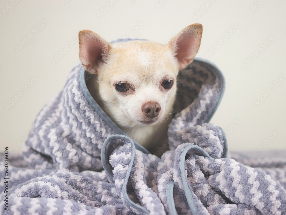 sleepy chihuahua dog sitting under gray and white stripes blanket.