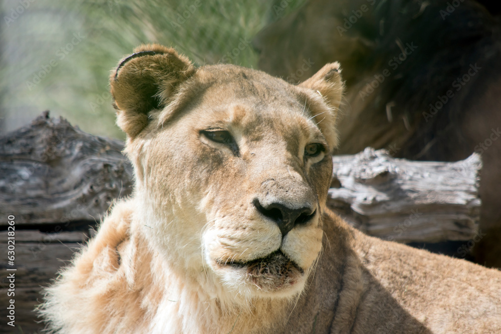 Naklejka premium this is a close up of a lioness