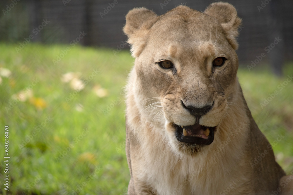 Fototapeta premium Being smaller and lighter than males, lionesses are more agile and faster. During hunting, smaller females chase the prey toward the center of the hunting group