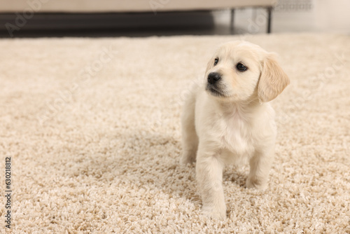 Cute little puppy on beige carpet indoors. Space for text