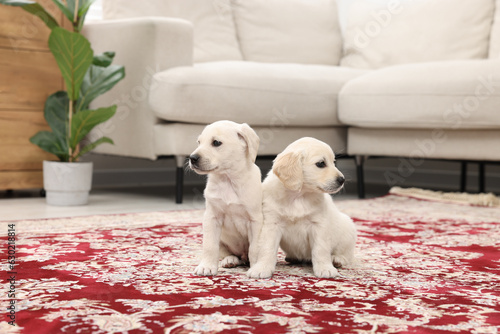 Fototapeta Naklejka Na Ścianę i Meble -  Cute little puppies on carpet indoors. Adorable pets