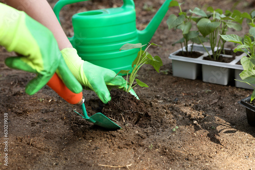 Woman wearing gardening gloves transplanting seedling from plastic container in ground outdoors, closeup