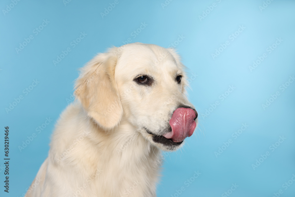 Cute Labrador Retriever showing tongue on light blue background