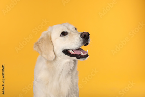 Cute Labrador Retriever showing tongue on orange background, space for text