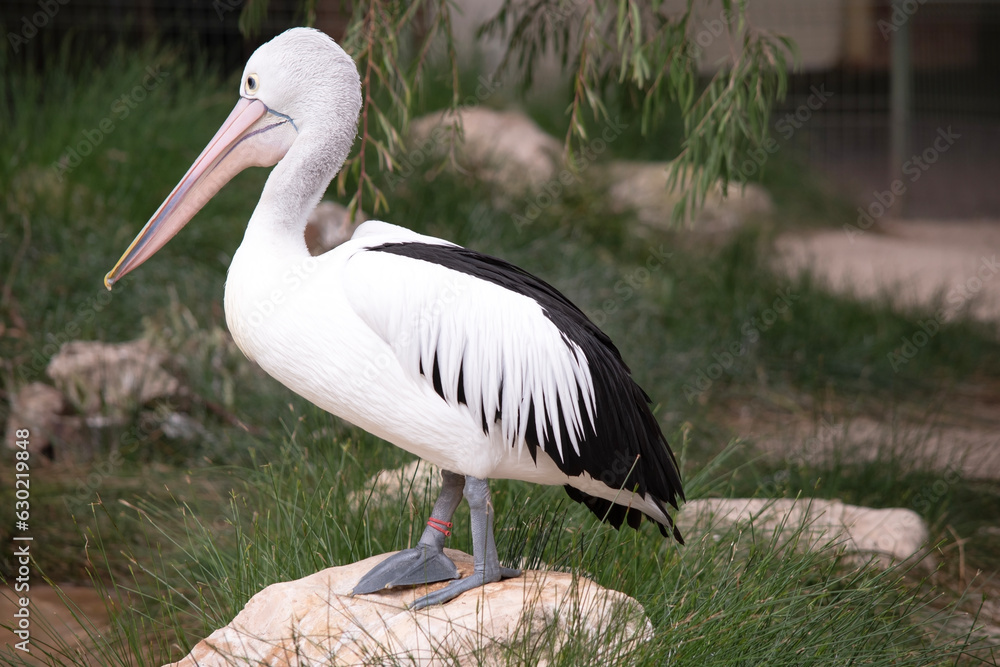 Australian pelicans are one of the largest flying birds. They have a white body and head and black wings. They have a large pink bill. Australian pelicans are one of the largest flying birds. They have a white body and head and black wings. They have a large pink bill.