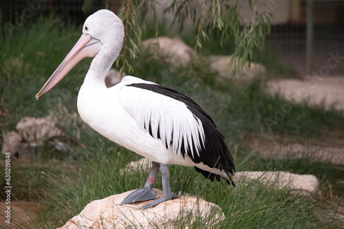 Australian pelicans are one of the largest flying birds. They have a white body and head and black wings. They have a large pink bill.