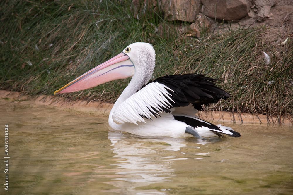 Australian pelicans are one of the largest flying birds. They have a white body and head and black wings. They have a large pink bill. Australian pelicans are one of the largest flying birds. They have a white body and head and black wings. They have a large pink bill.