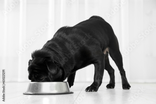 Cute Pug dog eating from metal bowl in room © New Africa