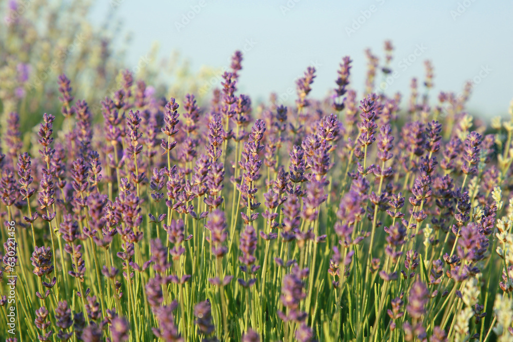 Fototapeta premium Beautiful blooming lavender growing in field, closeup