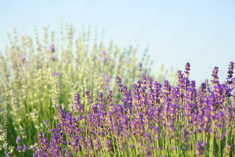 Beautiful blooming lavender growing on sunny day, space for text