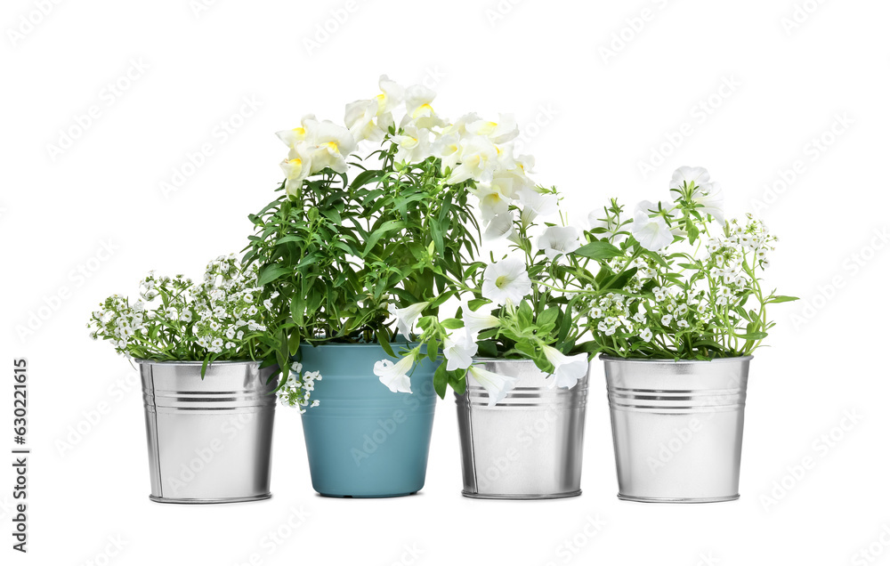 Different beautiful flowers in pots isolated on white Different beautiful flowers in pots isolated on white
