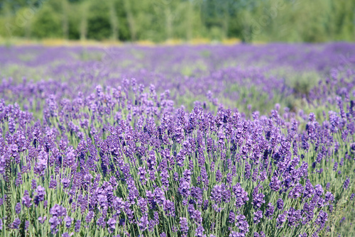 Beautiful view of blooming lavender growing in field