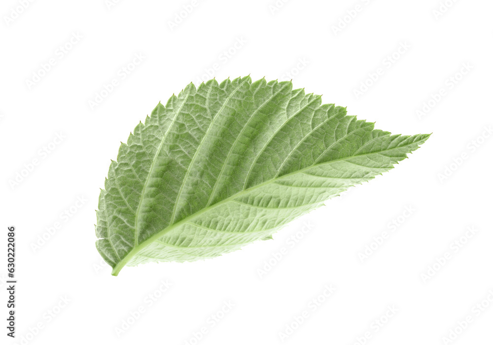 One green raspberry leaf isolated on white One green raspberry leaf isolated on white