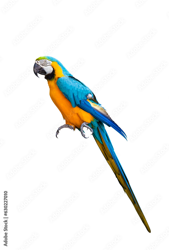 Macaw parrot isolated on transparent background. png file. ara ararauna macaw parrot. clipping path.