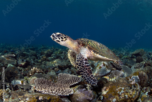 Hawksbill Sea Turtle - Eretmochelys imbricata. Sea life of Tulamben, Bali, Indonesia. 