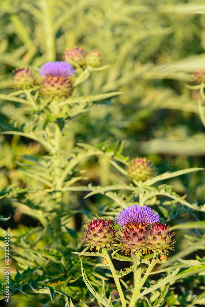 FLOR DE CARDO (Cynara Cardunculus) FLOR DE CARDO (Cynara Cardunculus)