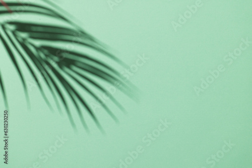 Close up of shadow of palm leaf and copy space on green background
