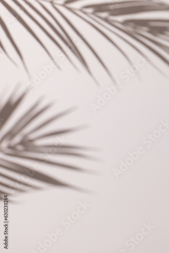 Close up of shadow of palm leaves and copy space on white background