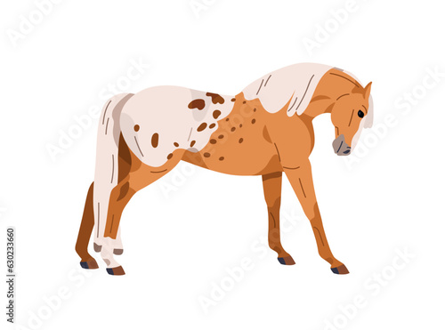 Spotted horse of Appaloosa breed. Stallion doing stretching exercise in stand...