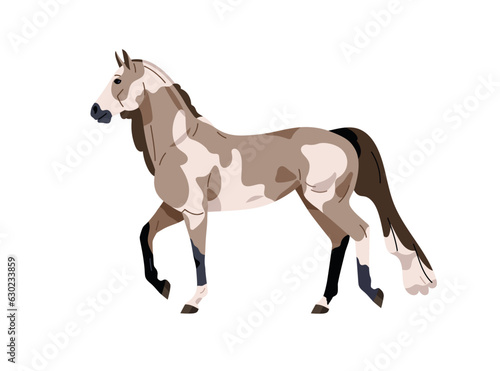 American Paint Pinto horse breed. Stallion profile trotting  walking. Beautiful steed  spotted equine animal with spotty coat  side view. Flat vector illustration isolated on white background