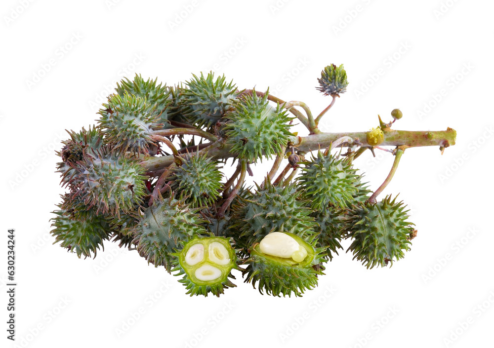 Castor oil plant on transparent png Castor oil plant on transparent png