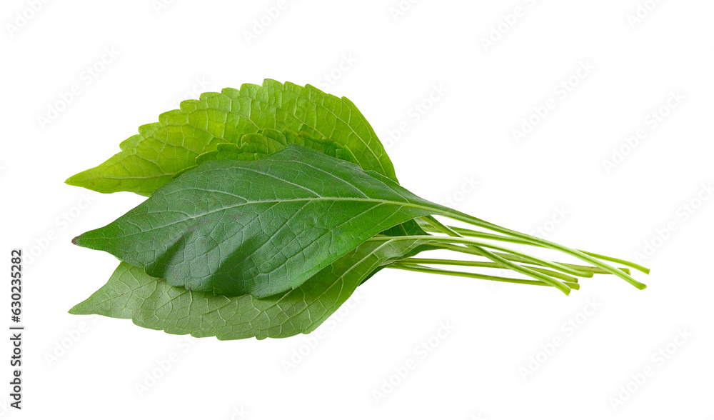 Tree Basil on transparent png Tree Basil on transparent png