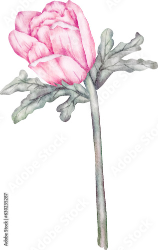 Pink Watercolor Flower illustration