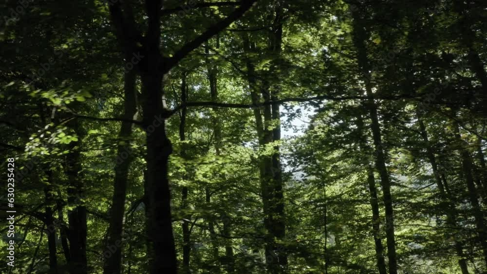 Slow motion soleil à travers la forêt Slow motion soleil à travers la forêt