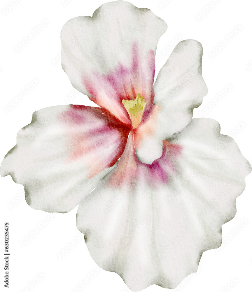 White Watercolor Flower illustration