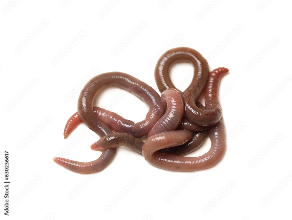 Many earthworms on white background. Terrestrial invertebrates Many earthworms on white background. Terrestrial invertebrates