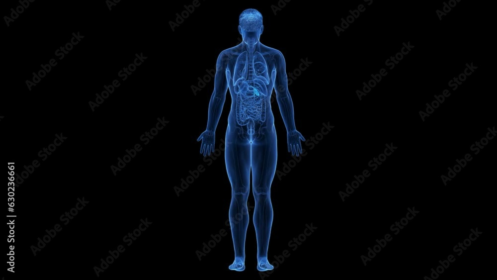 Animation of the structure of a man's gallbladder Animation of the structure of a man's gallbladder
