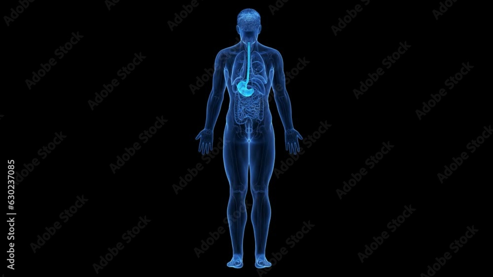 Animation of the structure of a man's stomach Animation of the structure of a man's stomach