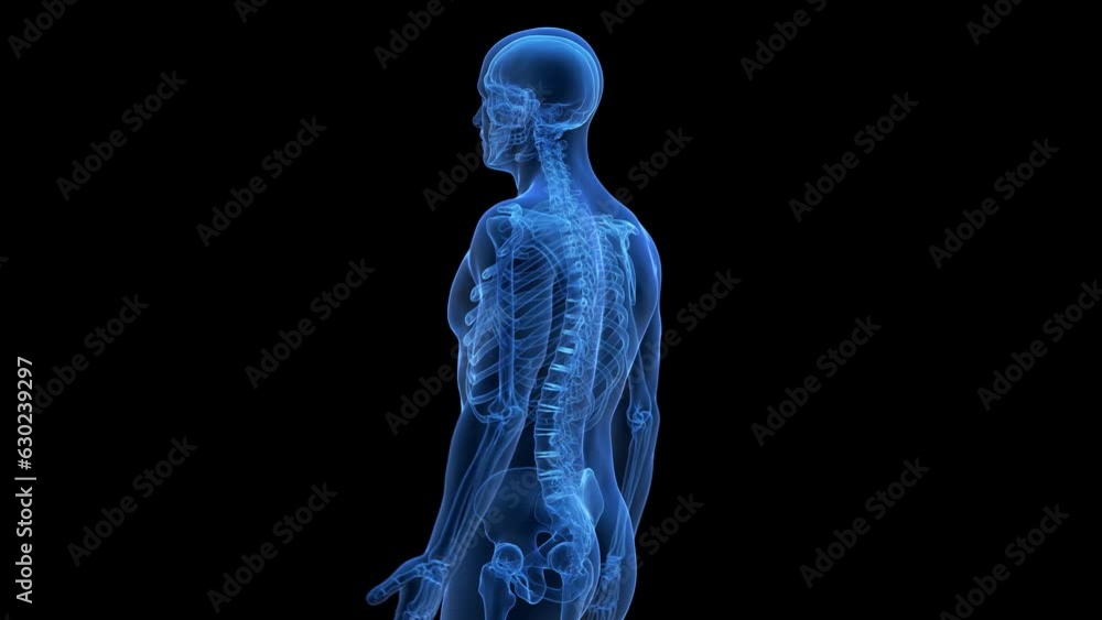 Animation of the skeletal structure of the posterior thorax Animation of the skeletal structure of the posterior thorax