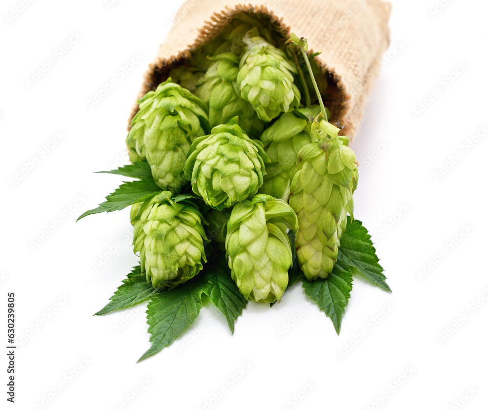 Fototapeta premium Hop fruits are poured from the bag.