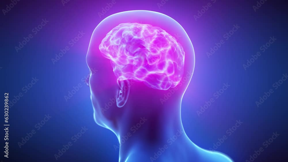 Animation of an human brain receiving and sending signals Animation of an human brain receiving and sending signals