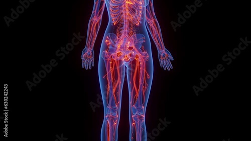 Animation of a woman's circulatory system