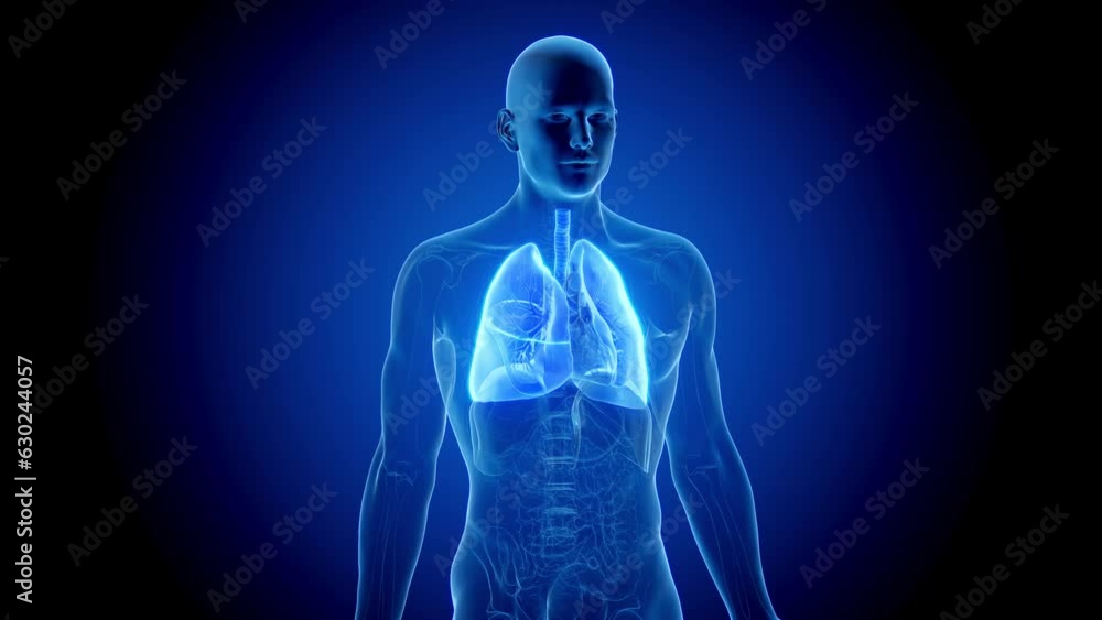 Animation of a man's lungs while breathing Animation of a man's lungs while breathing