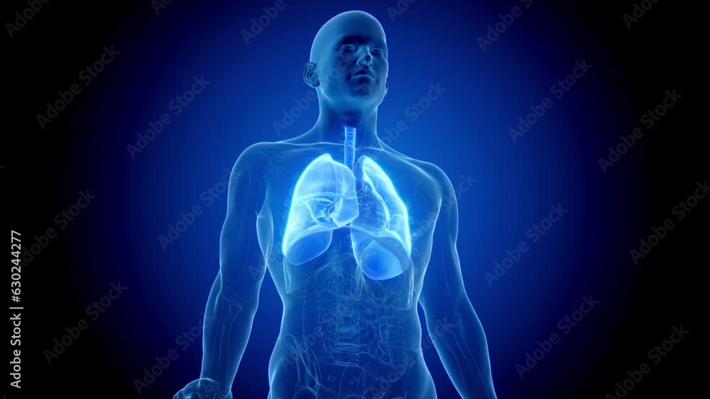 Animation of a breathing man's lungs Animation of a breathing man's lungs