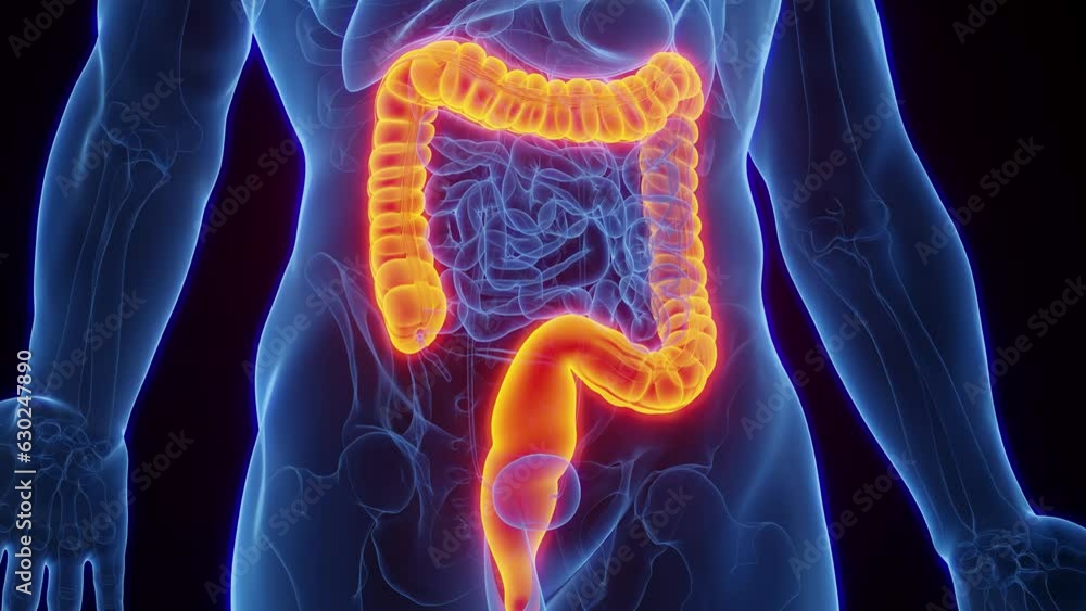 Animation of man's large intestines Animation of man's large intestines