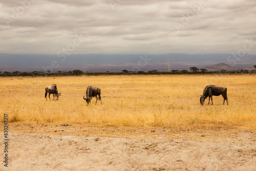 A herd of Southern White bearded wildebeast grazing in the wild at Amboseli National Park  Kenya
