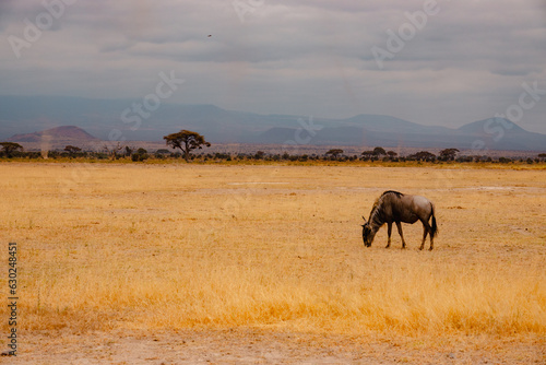 A herd of Southern White Bearded wildebeast grazing in the wild at Amboseli National Park, Kenya