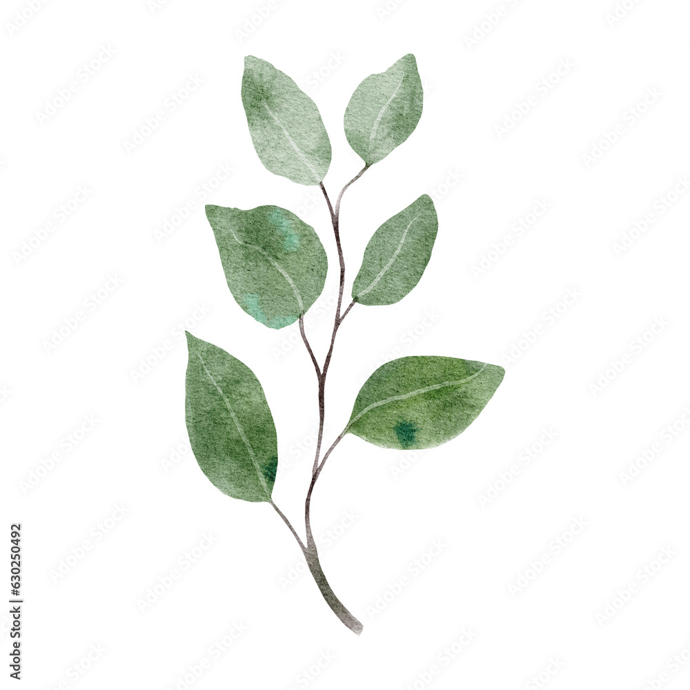 green leaf isolated on white background green leaf isolated on white background